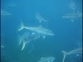 Kingfish at Coppermine Reef Kingfish at Coppermine Reef
