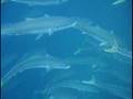 Kingfish at Coppermine Reef
