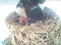 saprrows hachem swift mum sitting swift eggs awaiting them t