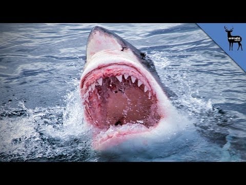 This Device WIll Stop Shark Attacks