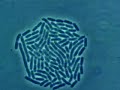 Bacteria Growth