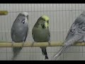 Baby Budgies at One-year-old.