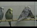 Baby Budgies at One-year-old.