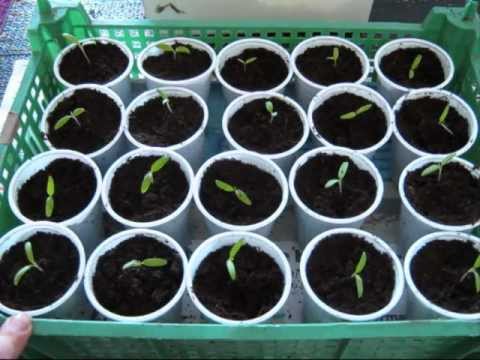 how to replant chilli plants