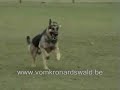 dargo vom Banholz dargo vom Banholz