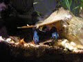 Cherax Hoa Creek