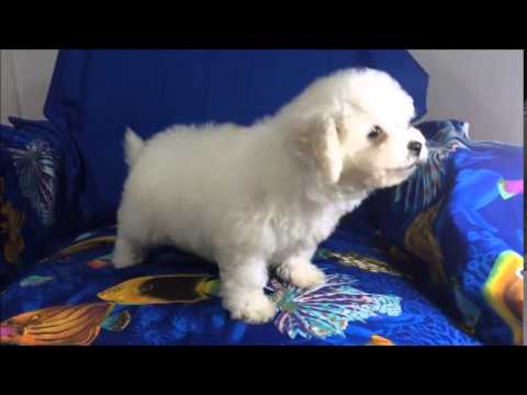 Chelsi - female Bichon Frise