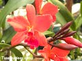 http://www.tusorquideas.com Las orquideas son excelentes plantas para cruzarse entre si y obtener hibridos realmente bellos. En este video te muestro el cruce entre una Laelia y una Cattleya que dio por resultado una orquidea de hermosas flores rojas. El cuidado de esta orquidea hibrida es similar al que conoces para las especies de los generos cattleyas y laelias.