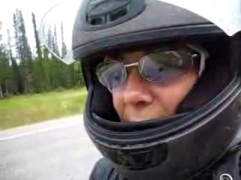 Buffalo on Alaska Highway