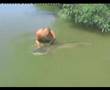 catch&release di un silurus glanis (in inglese)
