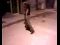 Roqueiro Bebado