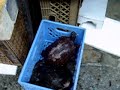 fish market