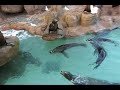 Sea Lion Feeding Sea World San Diego