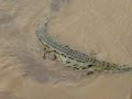 Costa Rica Crocodiles