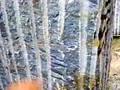Blue quartzite block