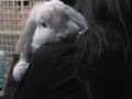 NSPCA Rabbit PSA Sample NSPCA Rabbit PSA Sample