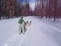 dog sledding in seeley lake, mt pt 2 dog sledding in seeley lake, mt pt 2
