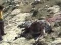 Israeli settlers kill donkey Israeli settlers kill donkey