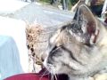 noracat_15