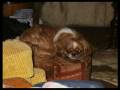 videos de Shih Tsu ...The Booger Jones Show!.wmv