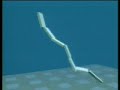 Evolved Virtual Creatures (1994)