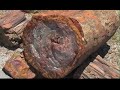 Petrified Forest National Park