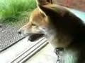 暑そうです。めんどくさそ�...