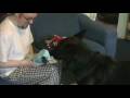 German Shepherd opening christmas presents 2008