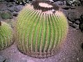 Gran Canaria