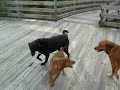 Dog Rasslin\ Dog Rasslin\