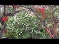Canon HV20 on Cinnamon Mountain Thailand