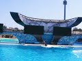 Shamu Tricks Shamu Tricks