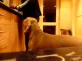 2009-01-06 | Dinnertime ~> Enzo the Weimaraner, screaming for his dinner. ... (02:11)