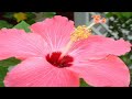 Fort Recovery promo video