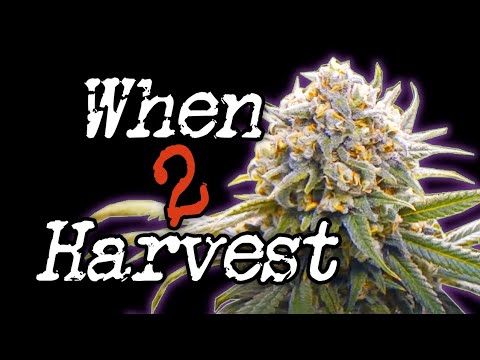 how to tell when to harvest mmj
