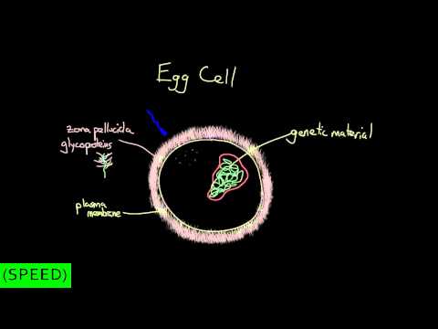 how to dissolve sperm