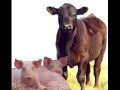 Barnyard Bash Remix