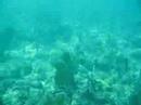 Under the Sea Under the Sea