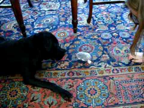 how to turn off a zhu zhu pet