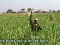 Indian farmer in his millet field chasing away the birds Indian farmer in his millet field chasing away the birds