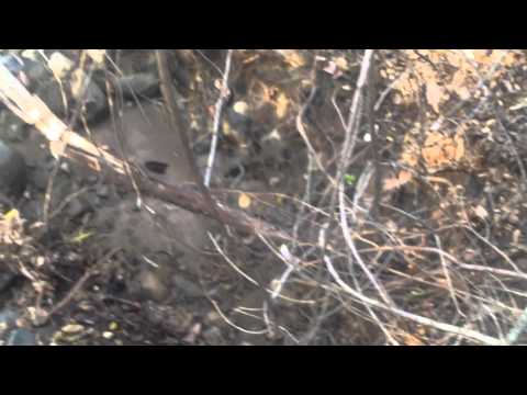 how to dissolve quartz rock