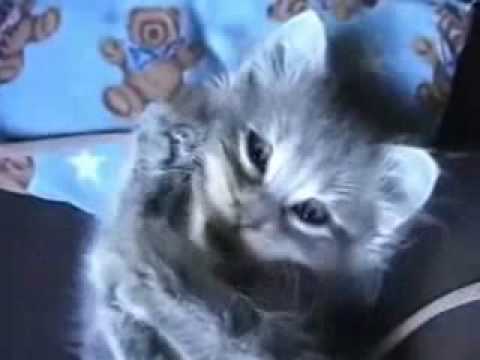 Watch 'NUM NUM NUMN'