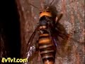 Las abejas microondas
