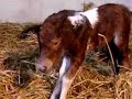 Dudbridge Ellegance & Foal 07