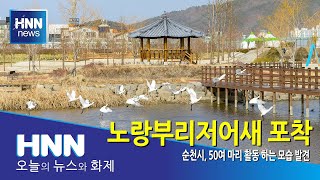 생태도시 순천서 멸종위기종 노랑부리저어새 포착