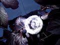 Hunmmingbird chicks didn\ Hunmmingbird chicks didn\