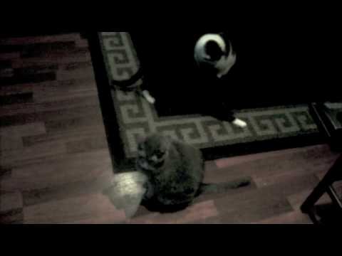 Laser Pointer Cats