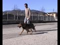 Un Sábado en la perrera de Infiesto. Los fines de semanas podemos pasear a los perros ya que las cuatro jaulas están dentro del recinto de la nave del ayuntamiento. Así que los pobres salen solo el fin de semana, pero es una gran diferencia con la situación de antes cuando solo salieron adoptados o muertos. Ahora les paseamos, les limpiamos, les llevamos al veterinario, les chipamos y buscamos adoptantes. www.animalesdeoriente.com The perrera in Infiesto (Asturias, Spain) consists of just ...