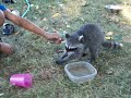More Laney - Growing up