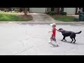 Walkin'-n-Waggin' Dog Walking & Pet Sitting: "Fun with Angel"